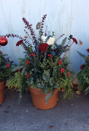 Christmas plants for sale in Niles, IL
