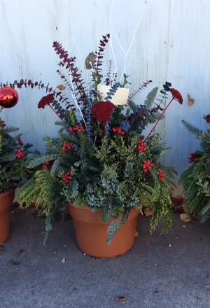 Christmas Plants