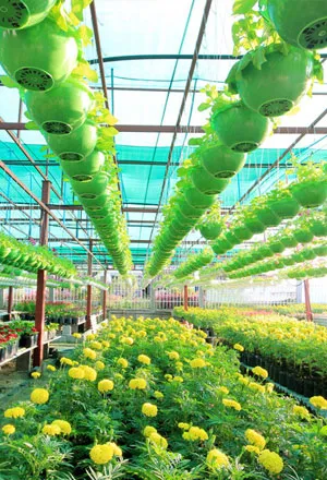 Wide selection of greenhouse plants for sale in Niles, IL