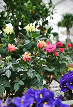 Perfect Roses