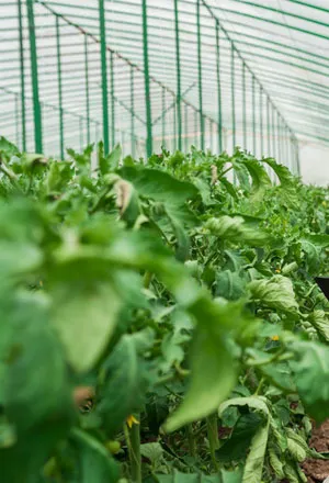 vegetable plants and herbs