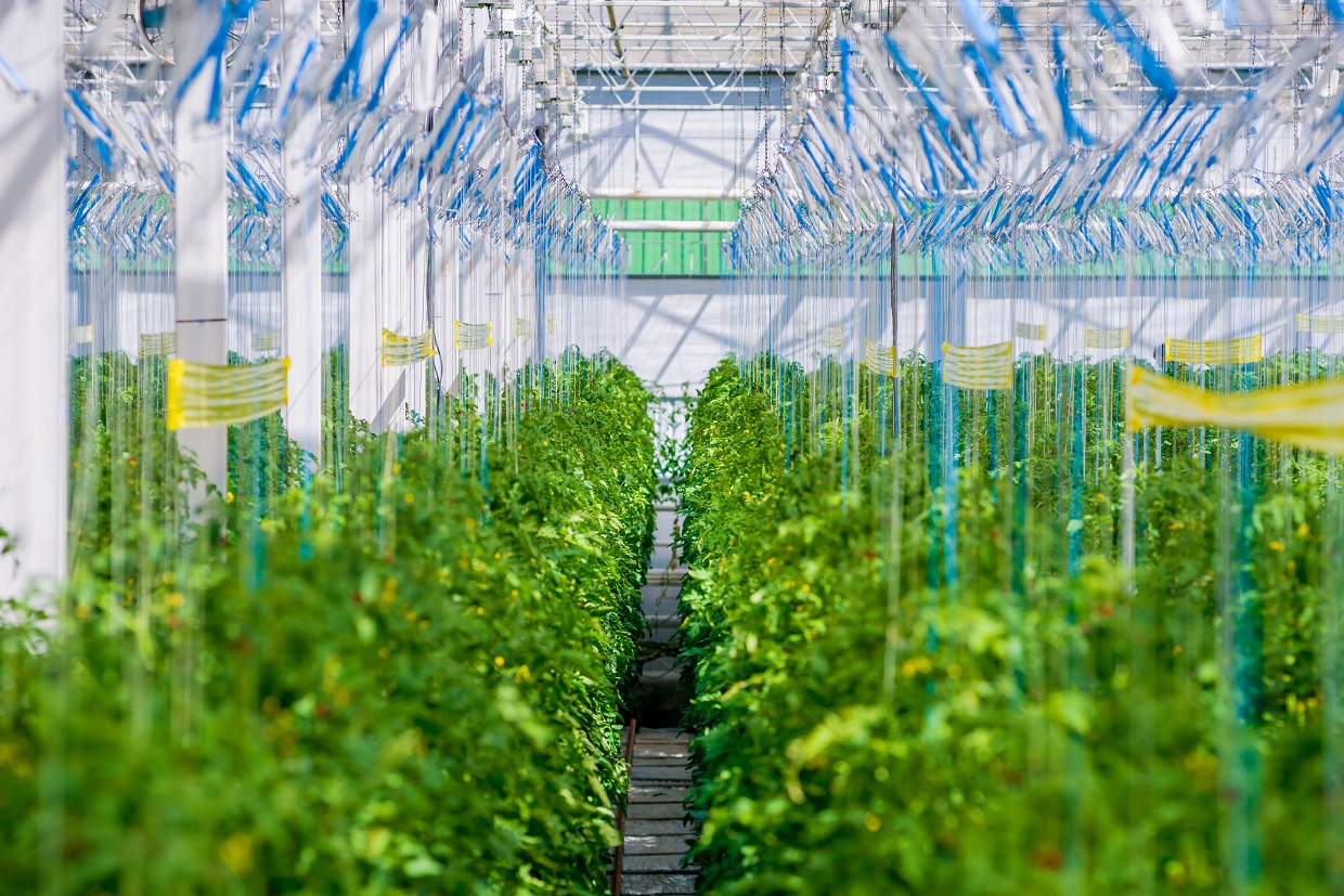 Rows of plants growing inside big industrial greenhouse.