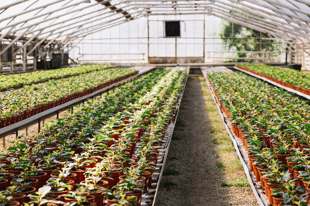Rows of plants growing inside big industrial greenhouse.